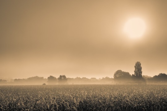 Le brouillard matinal sur l’Yonne