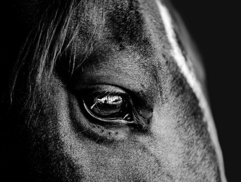 oeil de cheval