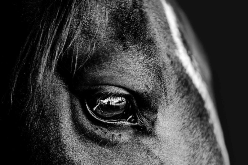 oeil de cheval